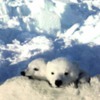 2PolarBearCubs_01-OnMom