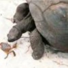 tortoiseandcrab