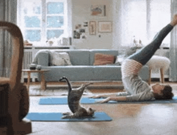 Yoga-Cat